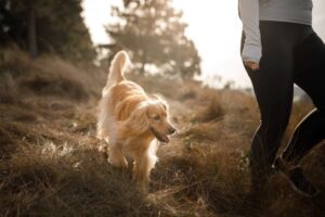 Cane segue padrone nell'erba
