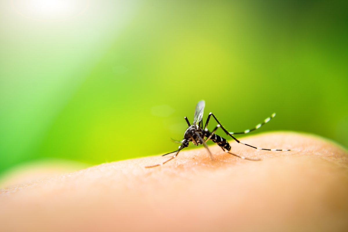 Zanzara tigre e il rischio Dengue e Chikunguya