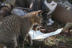 Gatta con un topo in bocca e gatto sullo sfondo