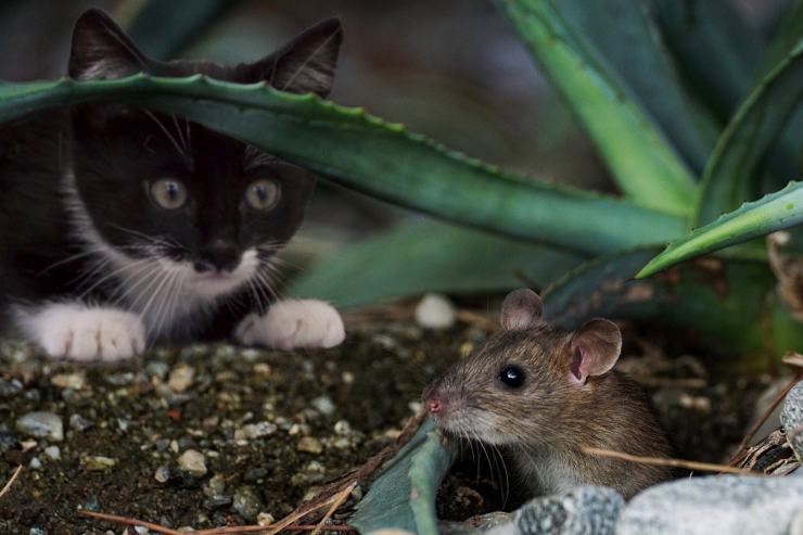 Gatto nero e bianco che guarda un topo sotto una pianta di aloe vera