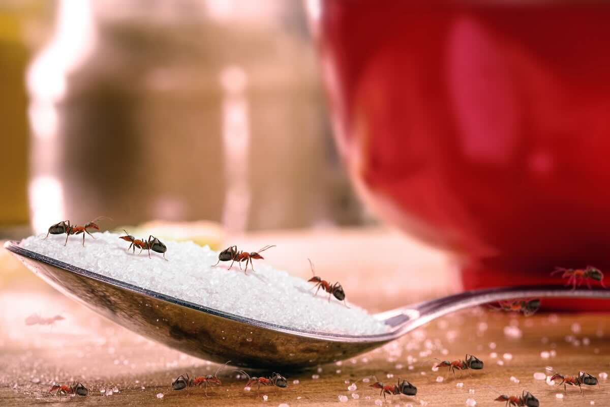 cucchiaio zucchero formiche 