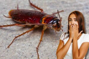 Ragazza con mani sulla bocca spaventata, scarafaggio