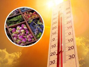 sfondo termometro ad alta temperatura e tondo con erbe