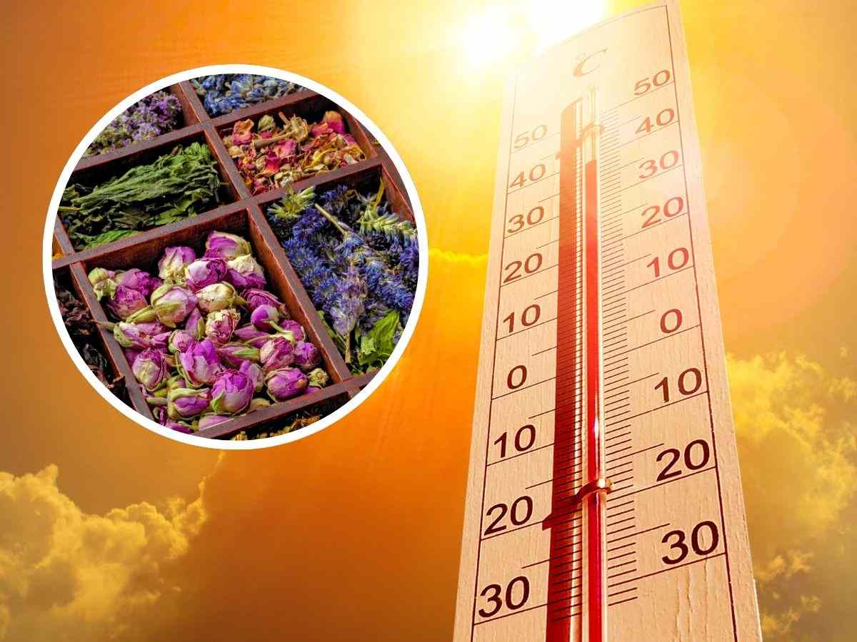 sfondo termometro ad alta temperatura e tondo con erbe