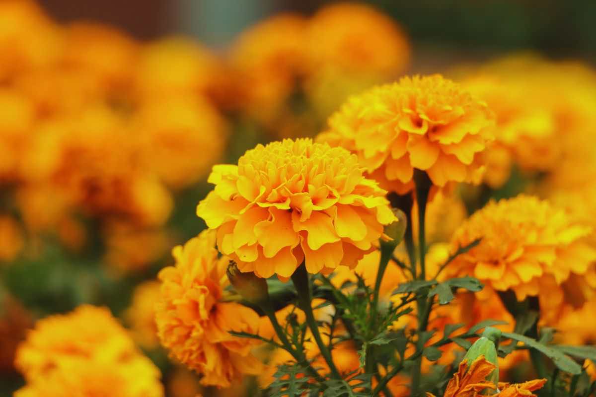 Calendula